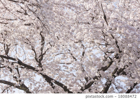 Cherry Blossoms	 18088472