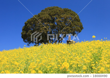 強姦花和狗 18088490