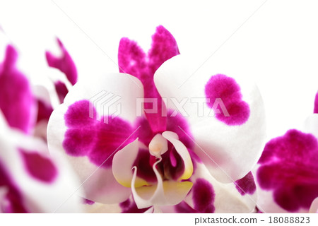 Phala Butterfly Macchiato Phala Butterfly Macchiato 18088823