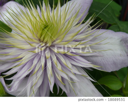 Clematis Clematis 18089531
