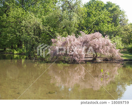 Parco Sempione in Milan 18089759