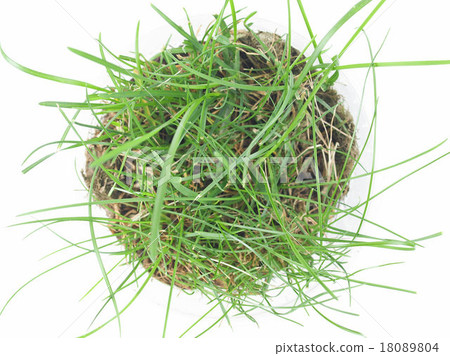 Green grass meadow Green grass meadow 18089804