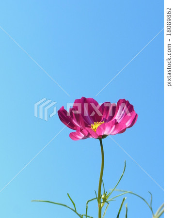 波斯菊深粉紅色的花一朵花 波斯菊深粉紅色的花一朵花 18089862