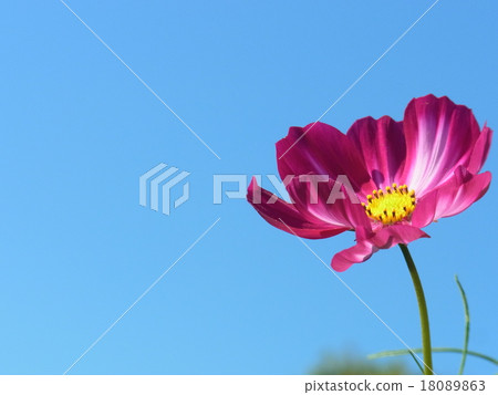 波斯菊深粉紅色的花一朵花 波斯菊深粉紅色的花一朵花 18089863