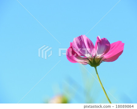 波斯菊深粉紅色的花一朵花 波斯菊深粉紅色的花一朵花 18089864