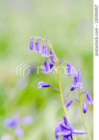 紫藍鈴 紫藍鈴 18089867