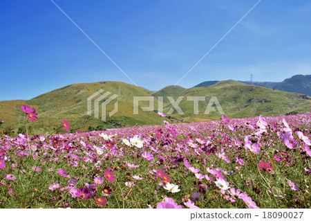 Cosmos Moe no Sato 18090027