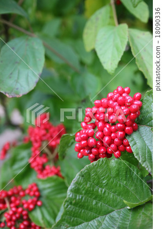 Garb的紅色水果 18090336