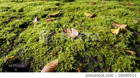 moss green on the roof 18090521