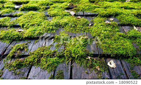 moss on the roof moss on the roof 18090522