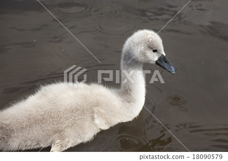 Swan cygnet 18090579