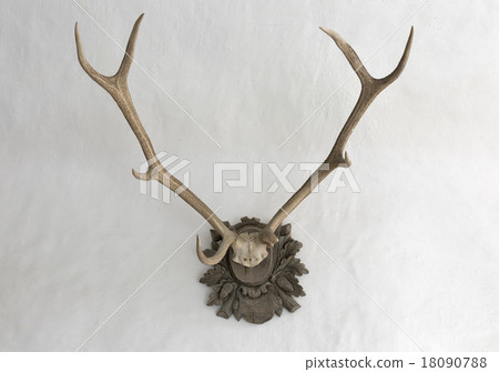 Big antlers on a white wall Big antlers on a white wall 18090788
