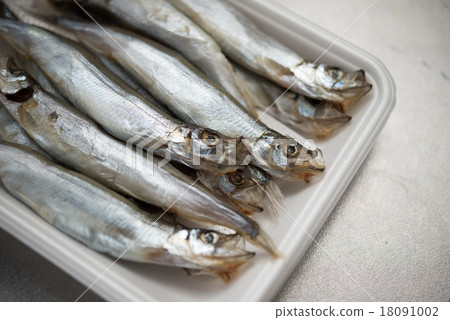 五顏六色的蝦 18091002