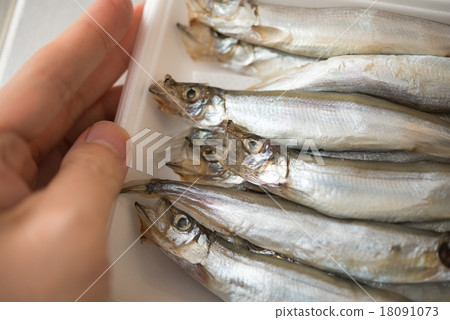 五顏六色的蝦 18091073