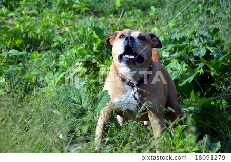 American Staffordshire Terrier guards territory American Staffordshire Terrier guards territory 18091279