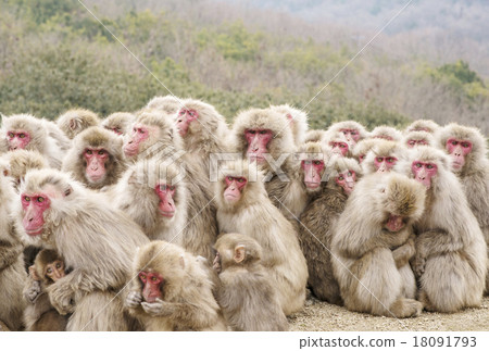 Monkey dumpling monkey dumpling garlic group Shodoshima sightseeing Monkey dumpling monkey dumpling garlic group Shodoshima sightseeing 18091793