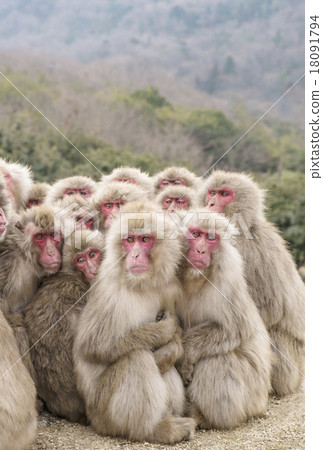 Monkey dumpling monkey dumpling garlic group Shodoshima sightseeing Monkey dumpling monkey dumpling garlic group Shodoshima sightseeing 18091794