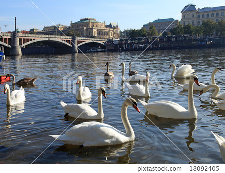 White swans on Vltava river, Prague. 18092405