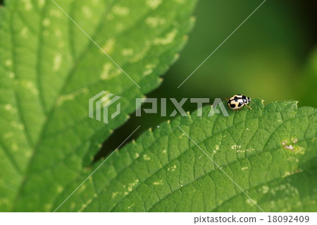 Hime Turtle 18092409