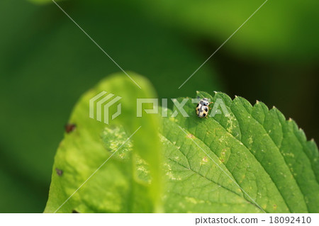 Hime Turtle Hime Turtle 18092410