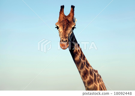 portrait of a huge giraffe neck and face portrait of a huge giraffe neck and face 18092448