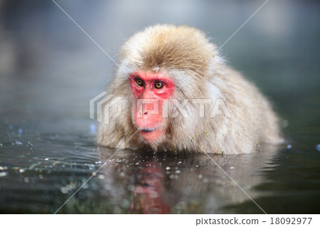 Japanese monkeys in hot springs Japanese monkeys in hot springs 18092977