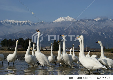 Swan in Azumino 18093398