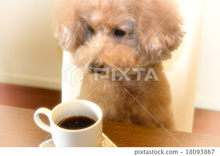 咖啡時間〜玩具貴賓犬 咖啡時間〜玩具貴賓犬 18093867