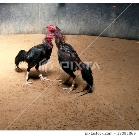 一場鬥雞 一場鬥雞 18093869