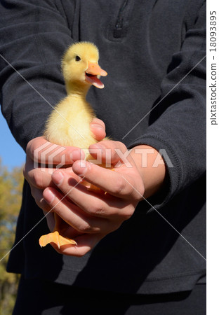 Boy holding Pekin duck duckling in hands 18093895
