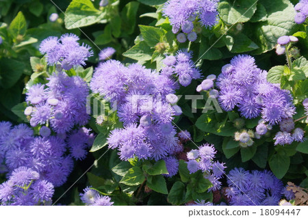 Ageladam purple Ageladam purple 18094447