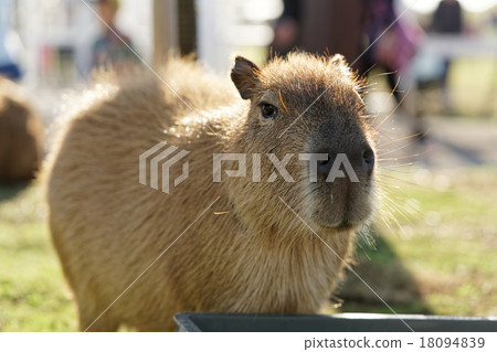 Capybara 18094839