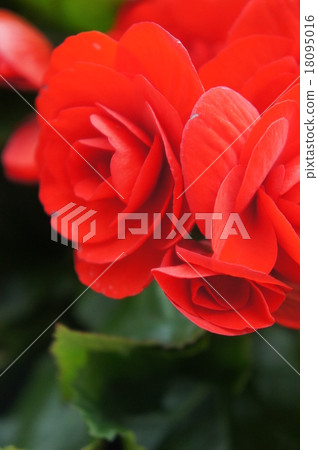 Begonia 18095016