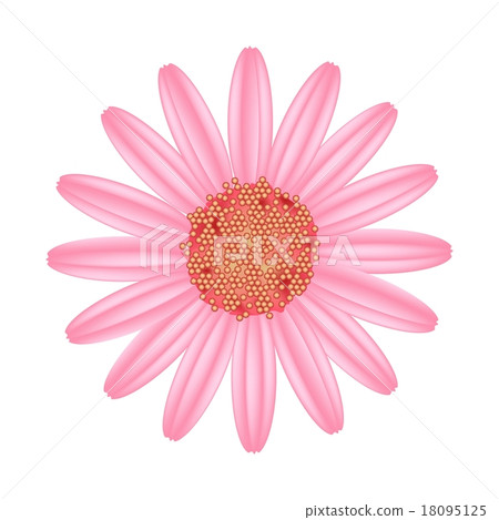 Old Rose Daisy Flower on A White Background 18095125