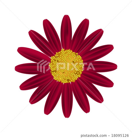 Red Daisy Flower on A White Background Red Daisy Flower on A White Background 18095126