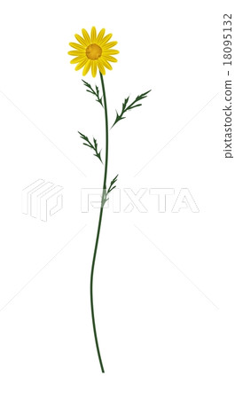 Yellow Daisy Blossom on A White Background 18095132