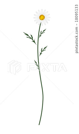 White Daisy Blossom on A White Background 18095133