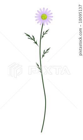 Violet Daisy Blossom on A White Background 18095137