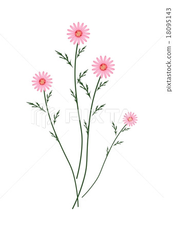 Old Rose Daisy Blossoms on A White Background Old Rose Daisy Blossoms on A White Background 18095143