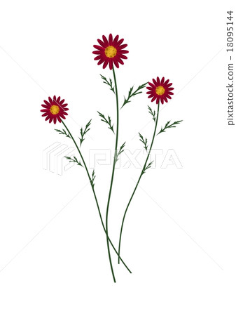 Red Daisy Blossoms on A White Background 18095144