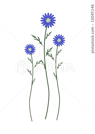 Blue Daisy Blossoms on A White Background 18095146