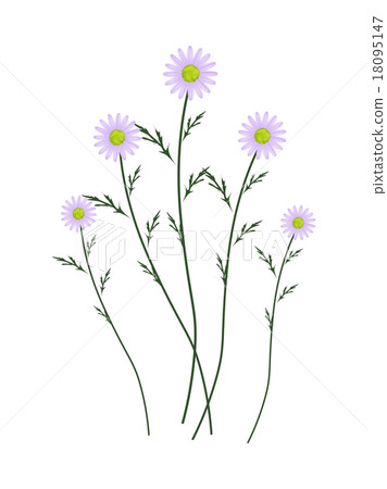 Violet Daisy Blossoms on A White Background Violet Daisy Blossoms on A White Background 18095147