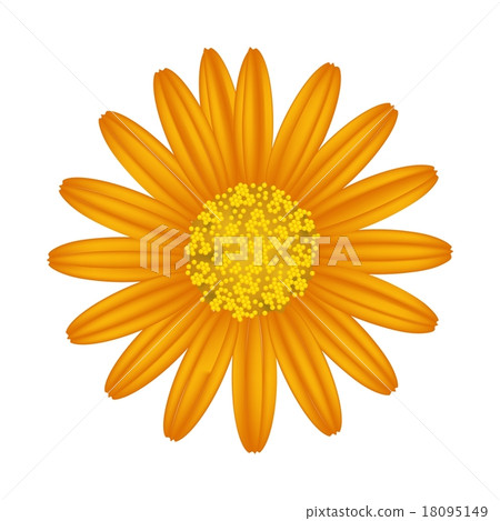 Orange Daisy Flower on A White Background 18095149