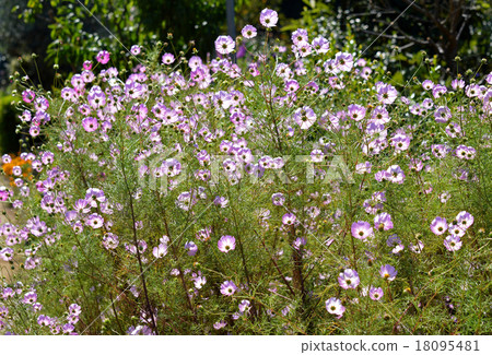 Cosmos (fall cherry) 18095481
