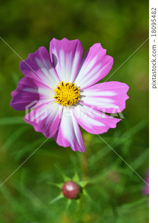 宇宙(秋天的櫻桃) 宇宙(秋天的櫻桃) 18095482