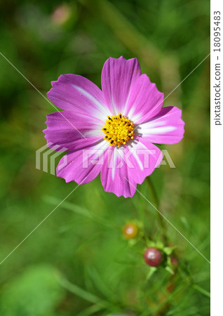 宇宙（秋天的櫻桃） 18095483