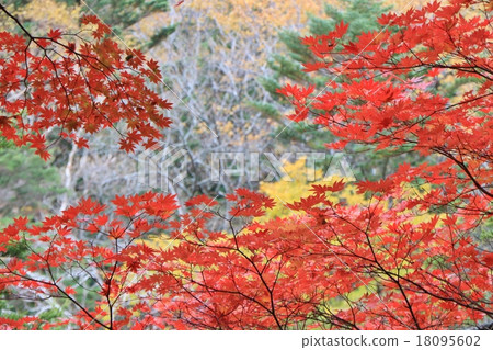 Kamikochi 18095602