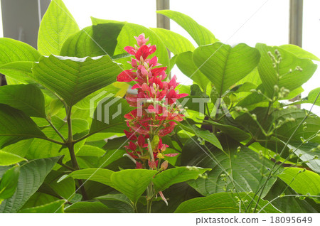 Megaskepasma erythroclamis 18095649
