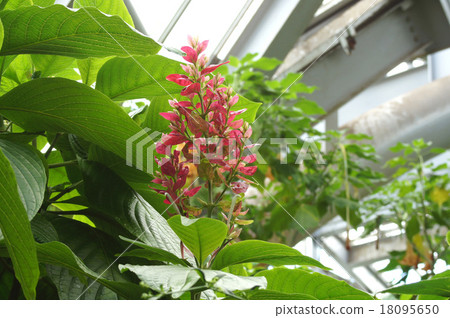 Megaskepasma erythroclamis 18095650