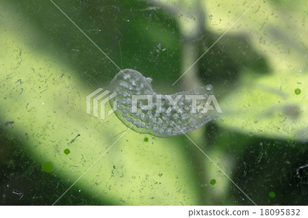 Egg of Tanish Egg of Tanish 18095832